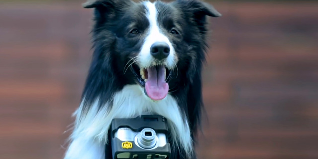 הכלב מצלם. השאלה היא מה ייגמר קודם – מקום האחסון בזיכרון של המצלמה או האנרגיה של הכלב?