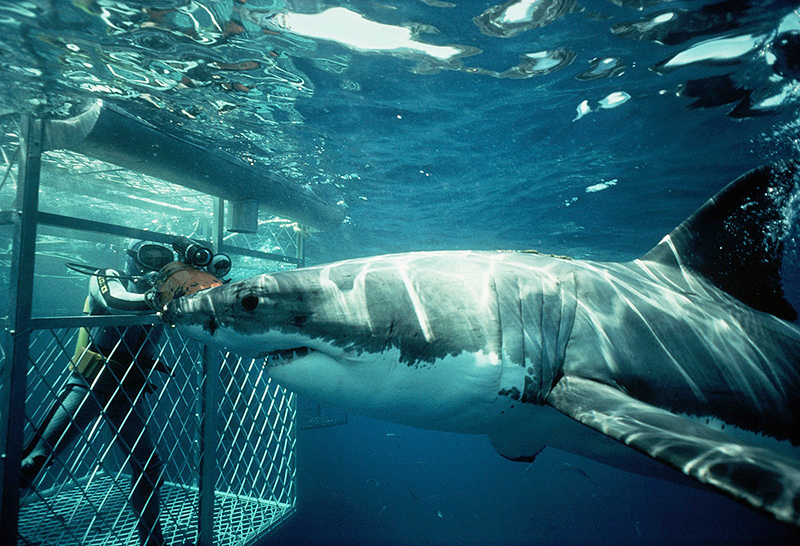  , צילום: sharkzone.co.za 