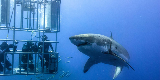 לשחות עם כרישים כבונוס: חברת ההייטק שמממנת לעובדים חופשות חלומיות