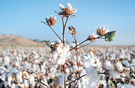Cotton. Photo: Bloomberg