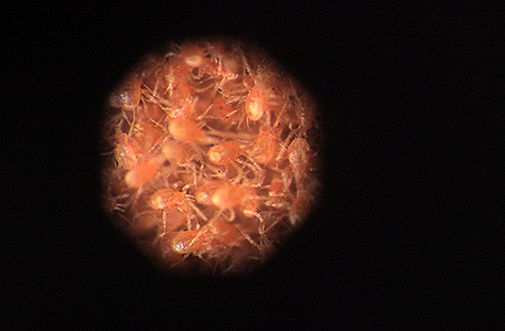 עכבישוני פרסימיליס טורפים מתחת לעדשת המיקרוסקופ. יותר מ־70 אלף שקל ל־100 גרם רעבים ורוחשים