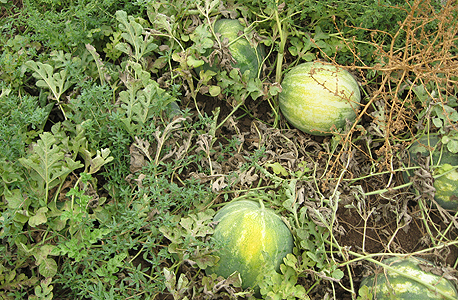 נזקים לחקלאים עקב גל חום (ארכיון) נזקים לחקלאים עקב גל חום (ארכיון)