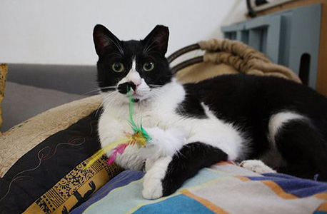 Keepi, הסטארט-אפ שיעניין גם את החתול שלך, צילום: ניצן סדן