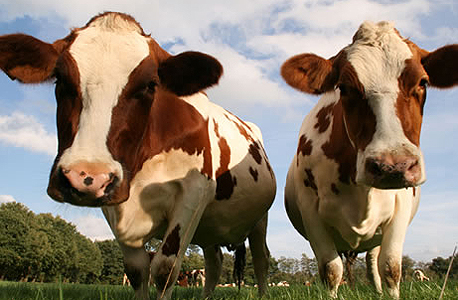Cows. Photo: Shutterstock