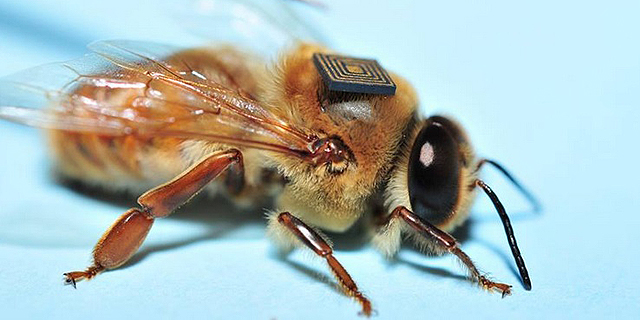 מחשב לכל פועלת: אינטל תסייע לעצור את הכחדת הדבורים