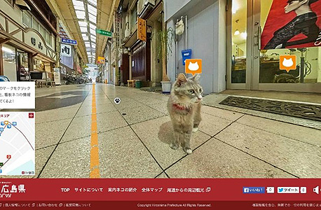 הירושימה גוגל דטריט וויו חתולים, צילום: Hiroshima prefecture