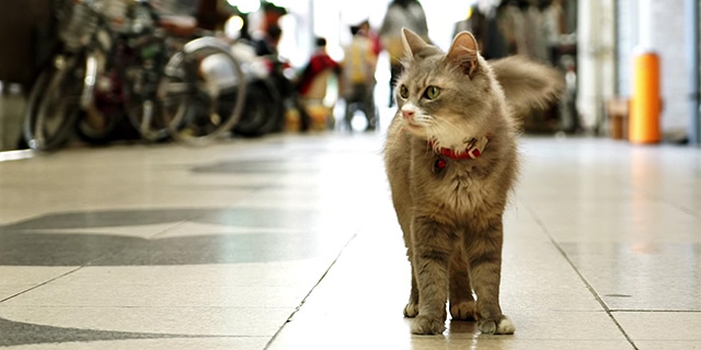 בהירושימה מפעילים אפליקציית סטריט וויו &quot;מנקודת מבט של חתול&quot; 