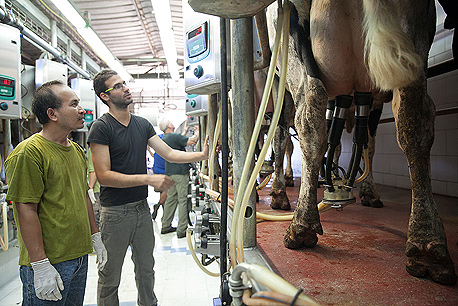 עלויות המזון של הפרות עומדות על כ־60% ממחיר המטרה של ליטר חלב, ועל 70% אם למשק אין מרכז מזון משלו והוא נדרש לרכוש אותו ממקום אחר, צילום: אוראל כהן