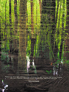 קמפיין עולמי: מרוב עצים רואים רק את היער