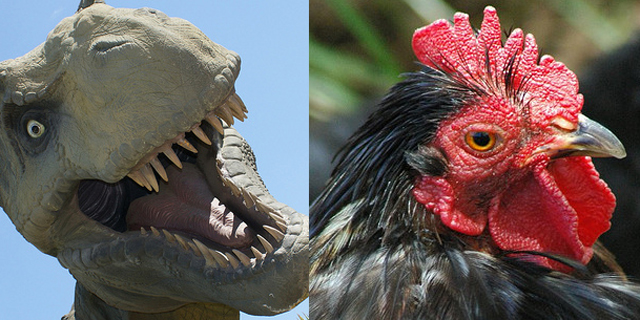 איגנובל 2015: יאי! הפכנו את התרנגולת לדינוזאור