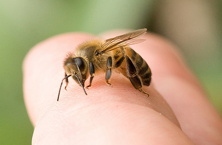 איפה הכי כואב להיעקץ? איפה הכי כואב להיעקץ?