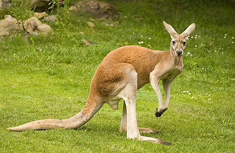 A kangaroo. Photo: Funtime.ge