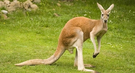 A kangaroo. Photo: Funtime.ge