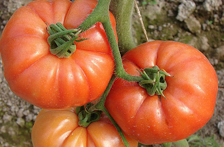 עגבנייה עם עוקץ (גבעול השומר על הטריות). היבואנים דורשים לאפשר להם לייבא עגבנית המחוברות לגבעול