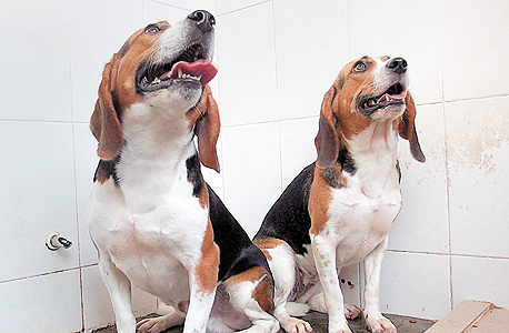 הרקולס (משמאל) ואנגו: שני גורי ביגל מהונדסים גנטית, שבגיל 14 חודשים הפגינו שרירים של כלבי קרבות 
