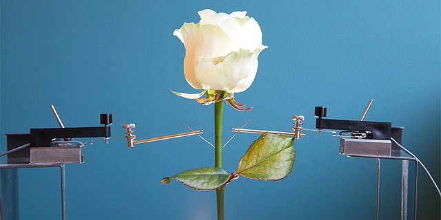 ורד הסייבורג שבא מן הכפור, צילום: cnet.com