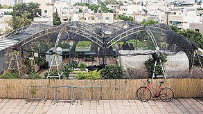 גינת הירק על גג דיזנגוף סנטר, צילום: תומי הרפז