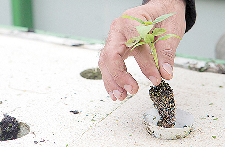 גידול הידרופוני של צמחי תבלין בתוך צינור. השיטה משתמשת ב־1%–15% מצריכת המים של החקלאות המסורתית