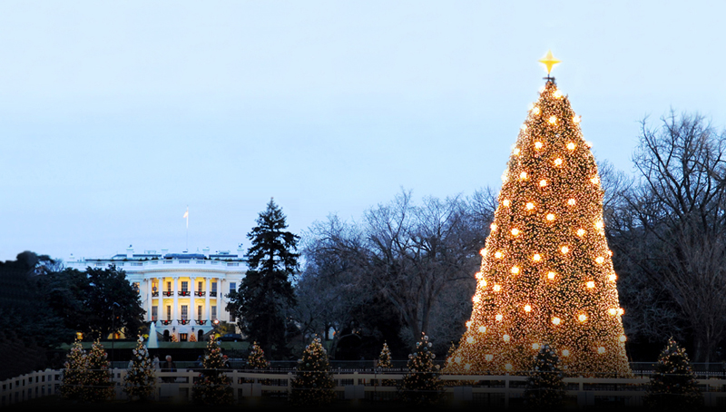 העץ הנשיאותי, הבית הלבן, וושינגטון