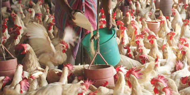 משרד החקלאות נגד הקמעונאים: מחיר העוף ירד, אך המחיר לצרכן לא ירד בהתאמה