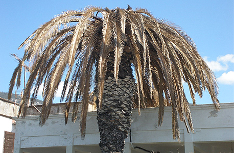 עץ תמר שנפגע מחדקונית הדקל, צילום: naturahellas