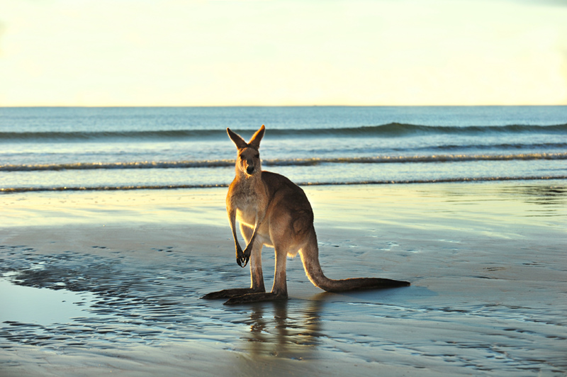 אוסטרליה, צילום: שאטרסטוק