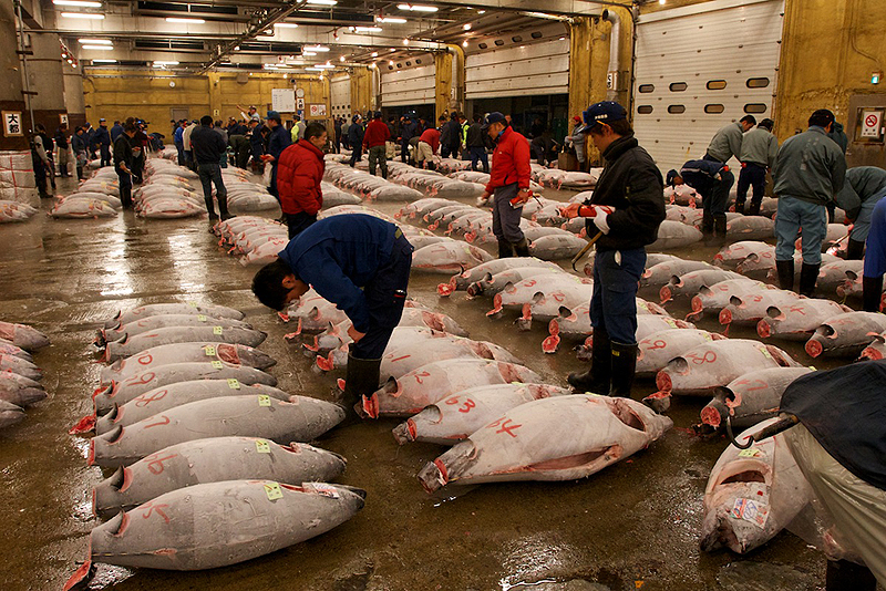 שוק הדגים, צילום: brycegroark