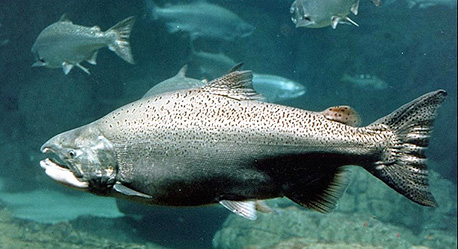 Salmon. Photo: Wikipedia