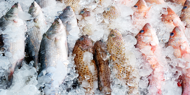 ועדת הכספים אישרה הורדת המכס על דגים קפואים