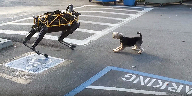 הכלב של בכיר גוגל לא אוהב את המתחרה הרובוטי שלו