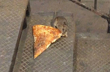עכברוש הפיצה. חלק מהתנועה?