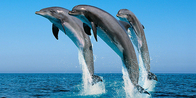 צבא רוסיה פרסם מכרז לקניית 5 דולפינים ב-25 אלף דולר, למה ישמשו?