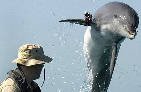 חייל בחיל הים האמריקאי מאמן דולפין