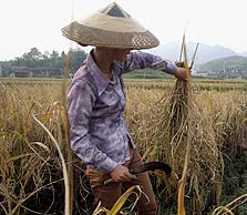 חקלאים בסין. מצד אחד איום פוליטי, מצד שני מרחבים של צמיחה