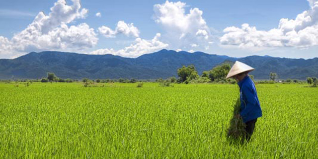 שדות אורז, שדות נוזקות. ויאטנם, צילום: CC by WanderingtheWorld