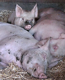 שפעת החזירים, צילום: בלומברג