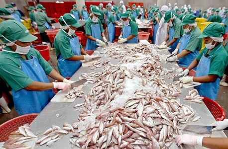 מפעל לעיבוד דגים בתאילנד , צילום: אי פי אי