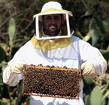 הדבורים הנעלמות