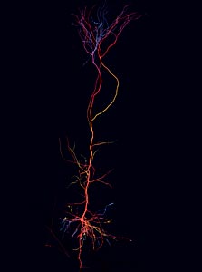 הדמיה של תא אחד, צילום: EPFL / Blue Brain Project