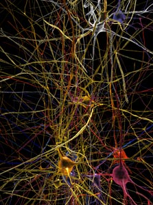 הדמיה של קבוצת תאים, צילום: EPFL / Blue Brain Project