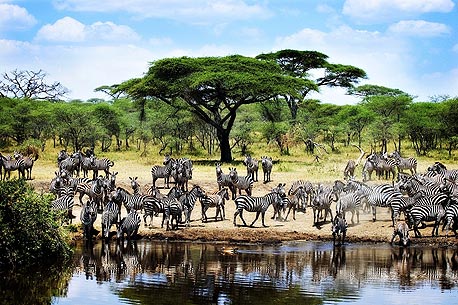 טנזניה, שמורת הטבע סרנגטי. למה: נדידת בעלי חיים דרומה