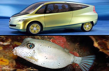  ההשראה: דג הקופסינון, בעל מבנה אווירודינמי ייחודי. התוצאה: המכונית הביונית של מרצדס, עם מבנה אווירודינמי טוב משל מכוניות אחרות ובטיחות מקסימלית
