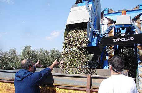 המכס על שמן הזית גבוה פי 4 מהסבסוד לחקלאים האירופים