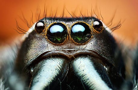 עיני עכביש ה-Phidippus putnami
