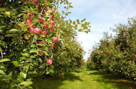 קלבדוס עושים מסיידר תפוחים על פי נוסחה סודית, צילום: shutterstocks
