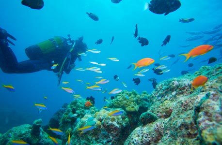 חופשות צלילה