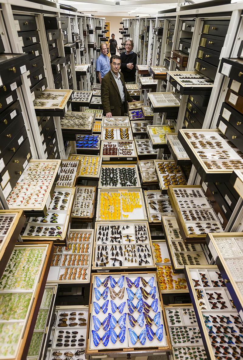 חרקים וחוקרים באוסף המחלקה לאנטומולוגיה, צילום: Chip Clark