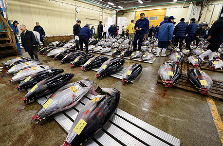 דגי טונה למכירה בשוק של טוקיו, יפן. זן בסכנת הכחדה