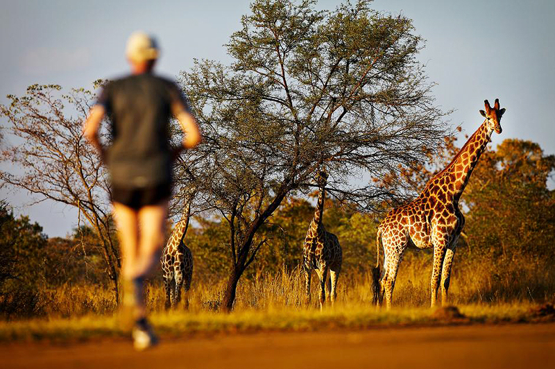 מרתון ביג פייב דרום אפריקה. לרוץ עם האריות