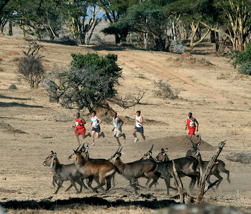 מרתון ספאריקום קניה. לרוץ עם הזברות והג'ירפות
